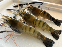 为了向消费者供给优良且物超所值的